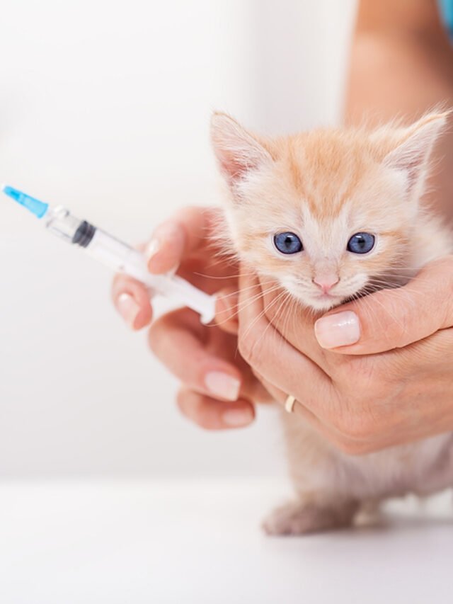 Cat Shots Cost : Best Biofel Cat Vaccine | Cat Vaccination Pricing | Kitten Vaccination Schedule and Costs 2024