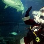 Scuba-Diving-Santa-Claus-and-Sand-Tiger-Shark-at-Deep-Sea-World-1024x683