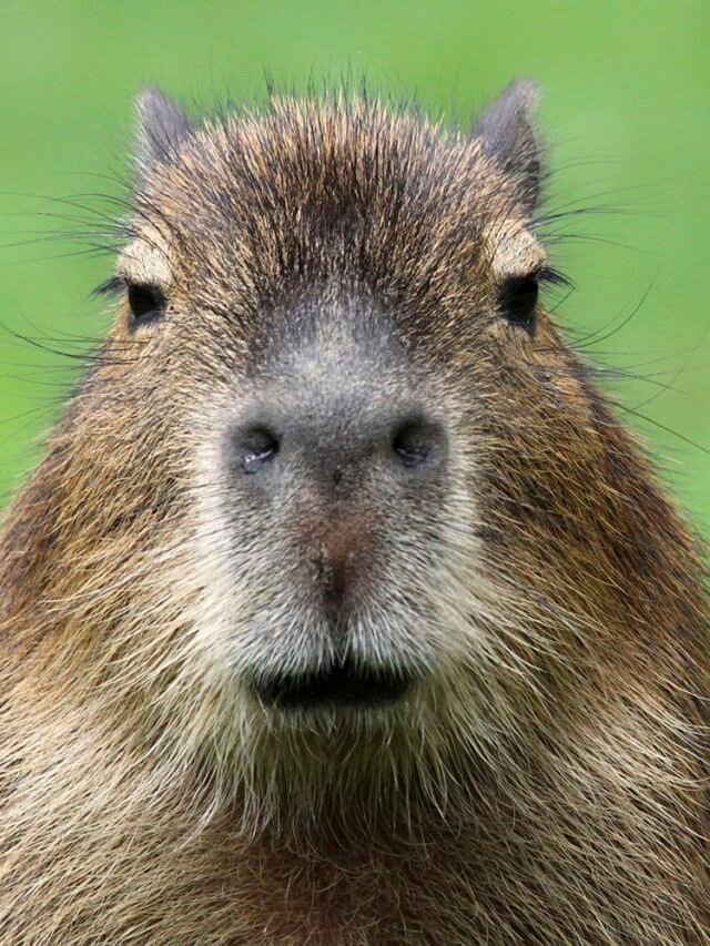 Capybara | San Diego Zoo Animals & Plants | Capybaras Are so Popular | Capybara Day 2024