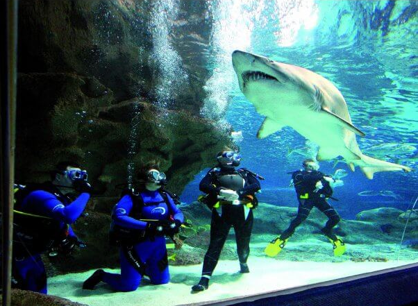 divers-and-shark