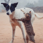 how-to-stop-a-cat-from-attacking-dogs