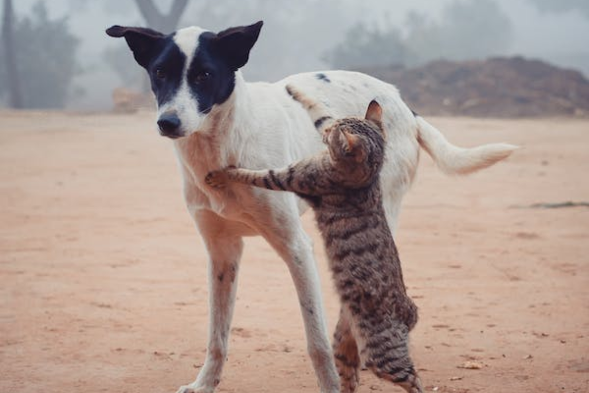 how-to-stop-a-cat-from-attacking-dogs