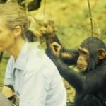 Jane Goodall Chimps' best friend