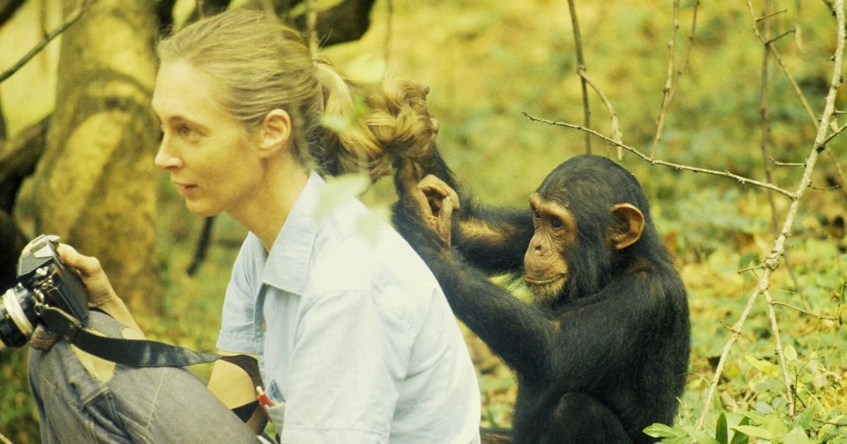 Jane Goodall Chimps' best friend