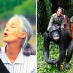 Jane Goodall's Pioneering Chimp Research