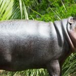 Pygmy Hippopotamus Day 2024