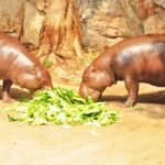Pygmy hippopotamus - Simple