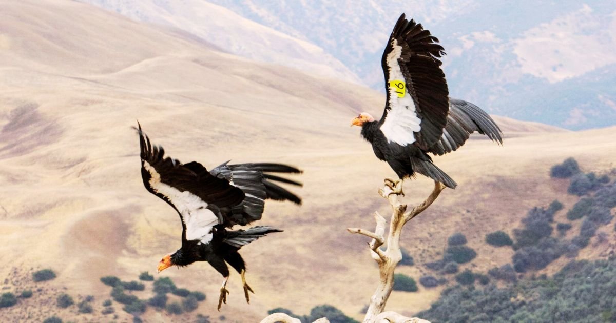 California Condor Largest Flying Bird