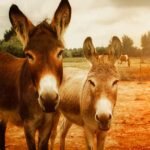 Celebrate World Donkey Day