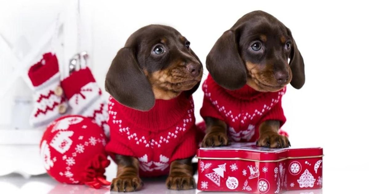 Holiday Sweaters for Dogs