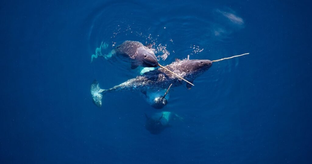 Narwhal The Canadian Encyclopedia