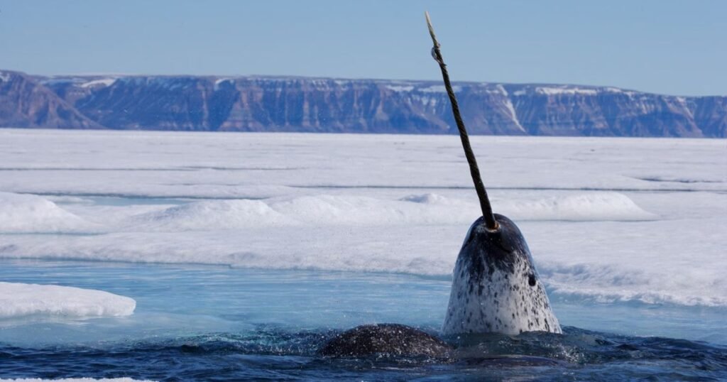 Narwhal, facts and photos