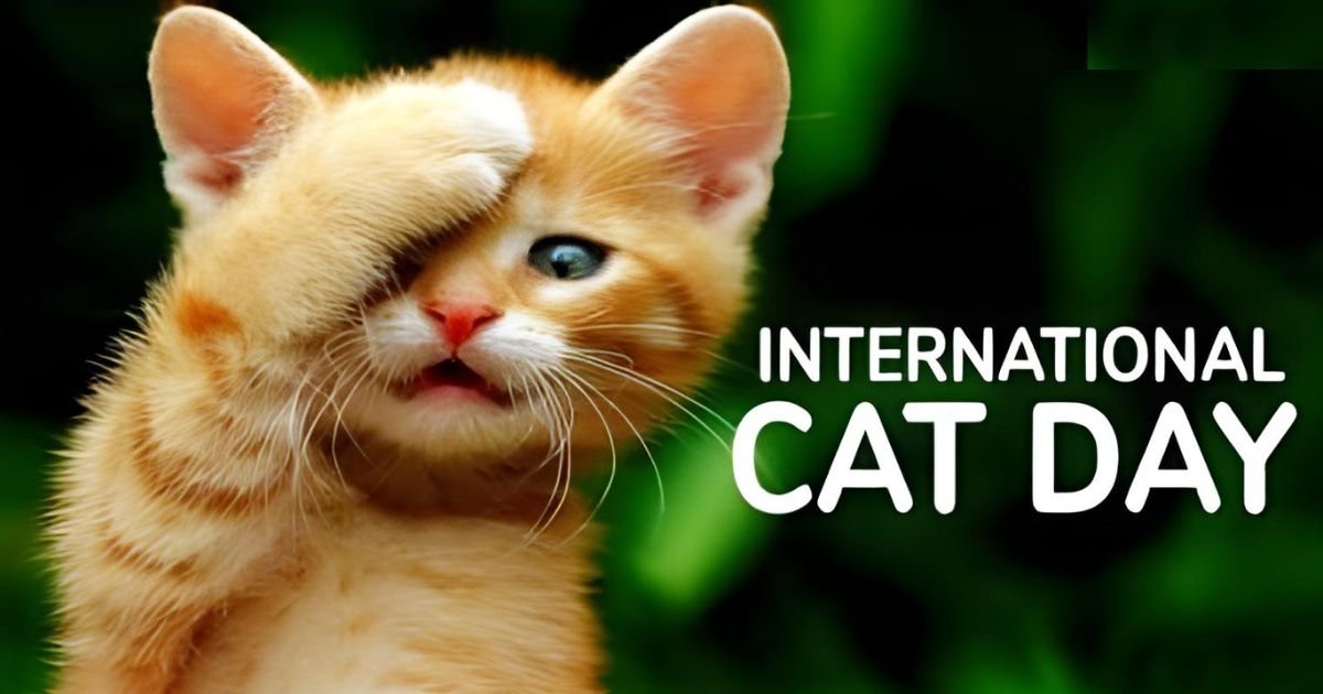 International Cat Day 2024