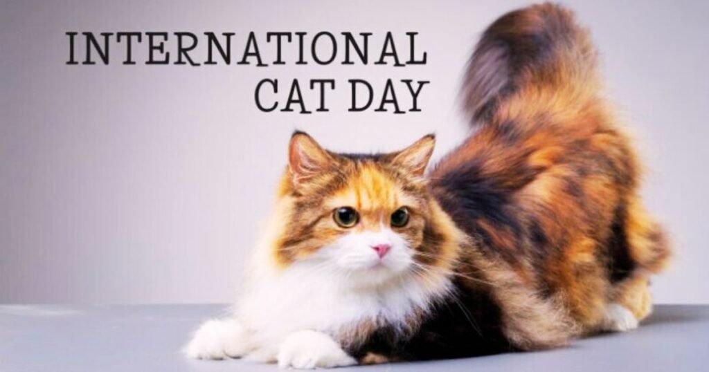 International Cat Day 2024