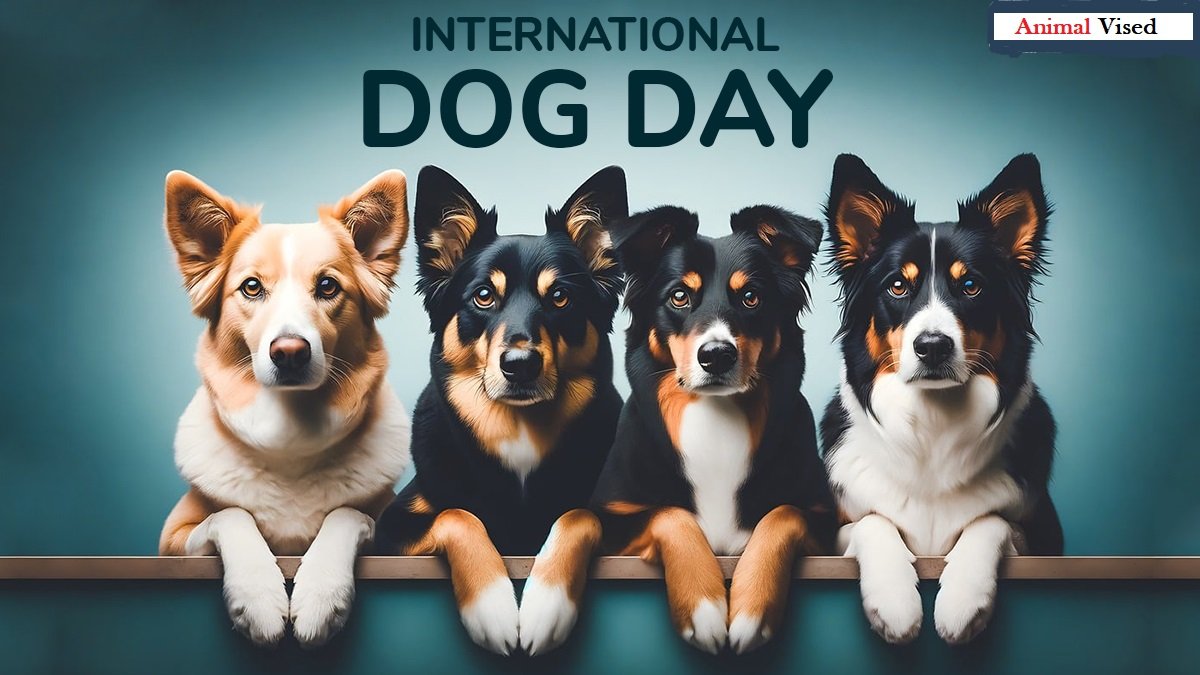 International Dog Day 2024