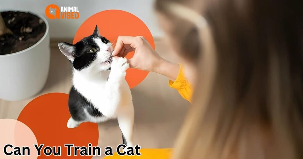 Can You Train a Cat