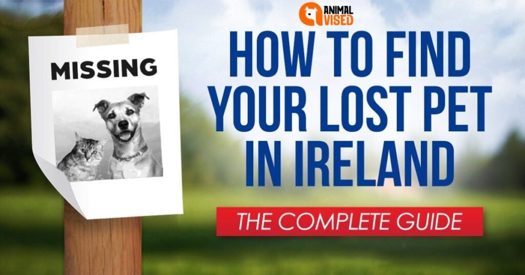 How To Find Your Lost Pet In Ireland