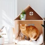 How To Make Your Home Cat Friendly