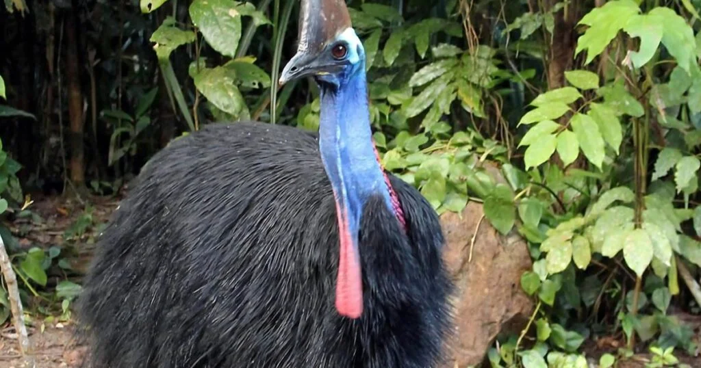 WORLD CASSOWARY DAY 26 SEPTEMBER