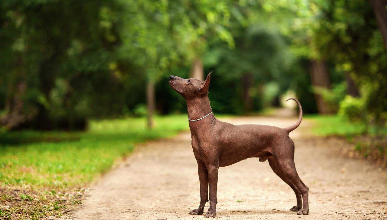 Hairless Dogs