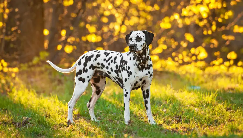 Smooth Coated Dogs