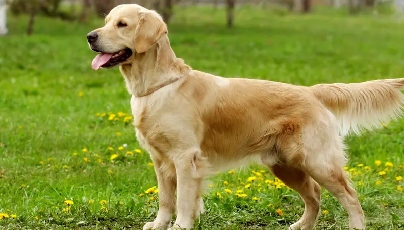 Golden Retriever