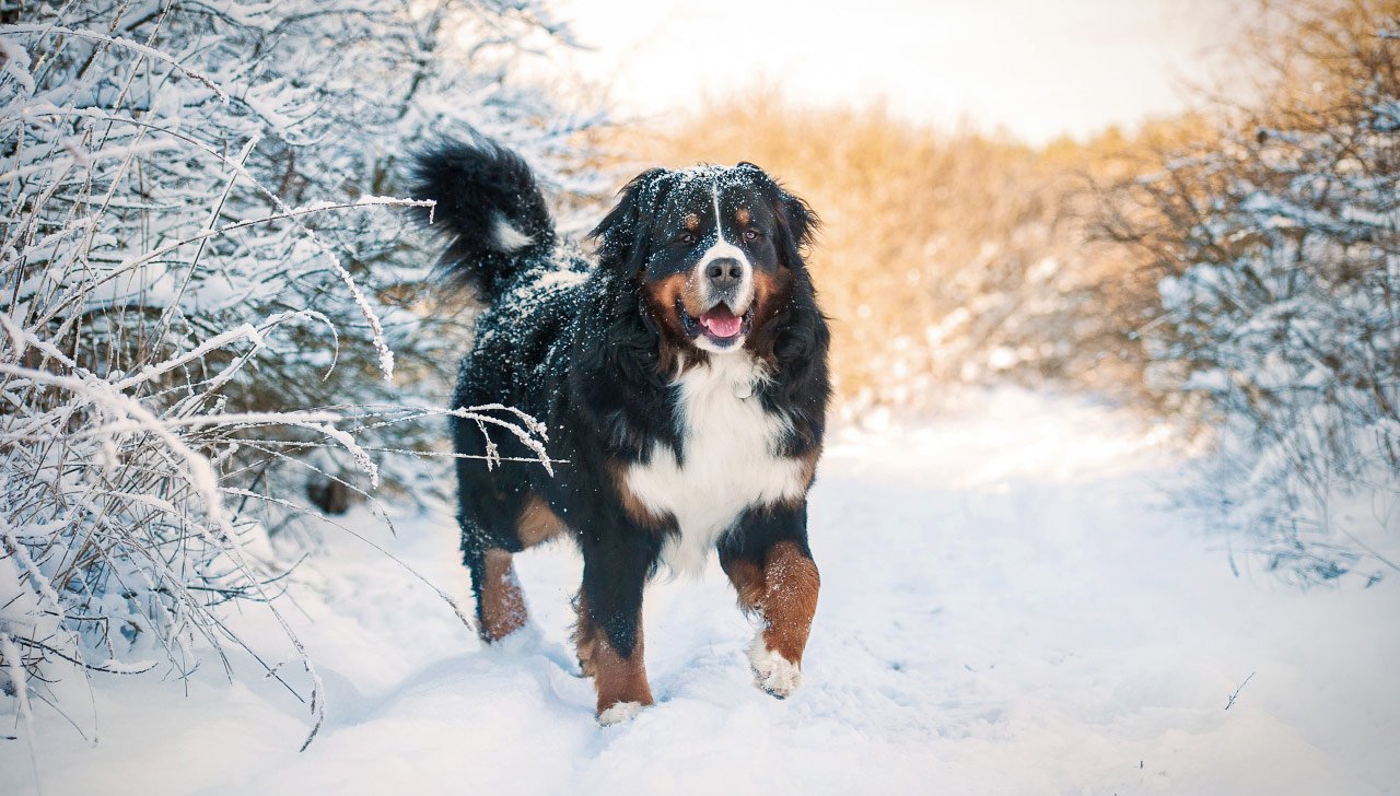 Bernese Mountain Dog