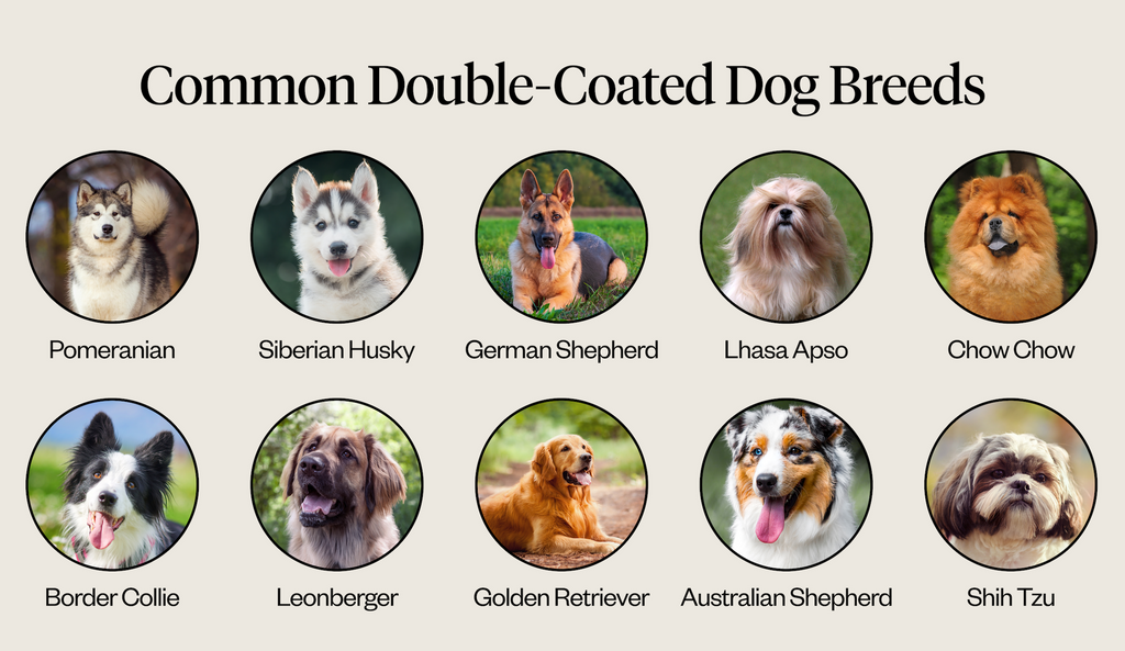 Common Bouble-Coated Dog Breed