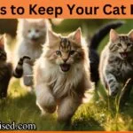 10 Ways to Keep Your Cat Healthy