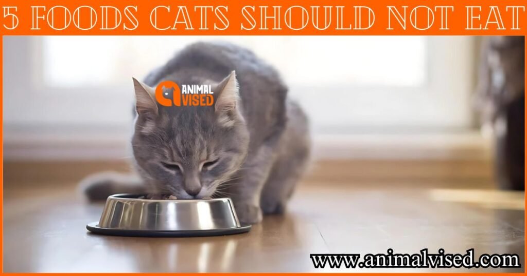 5 Foods Cats Should Not Eat