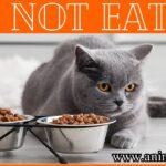 Cat Not Eating