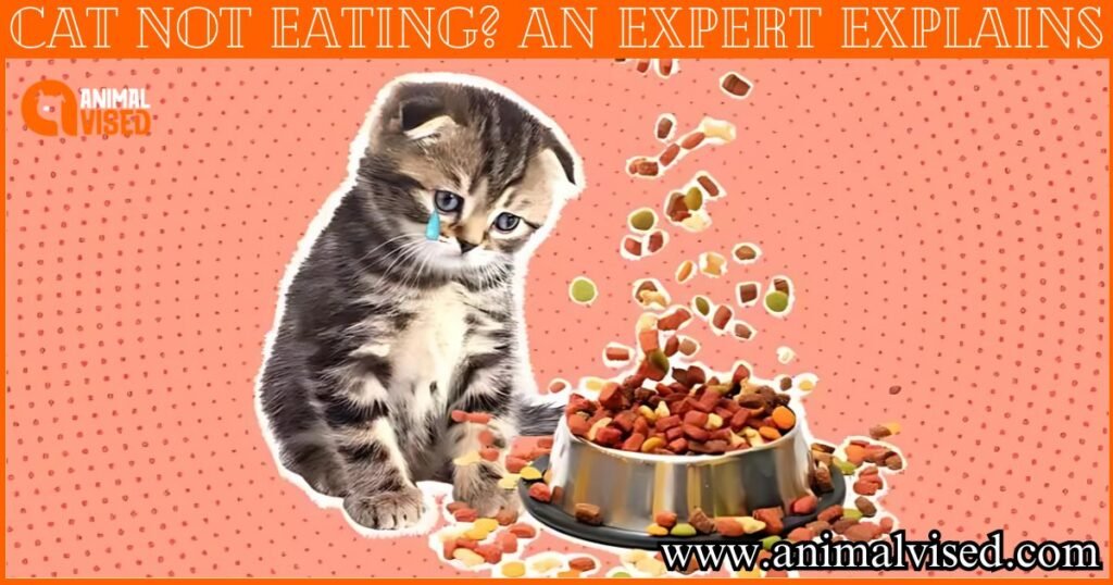 Cat Not Eating An Expert Explains