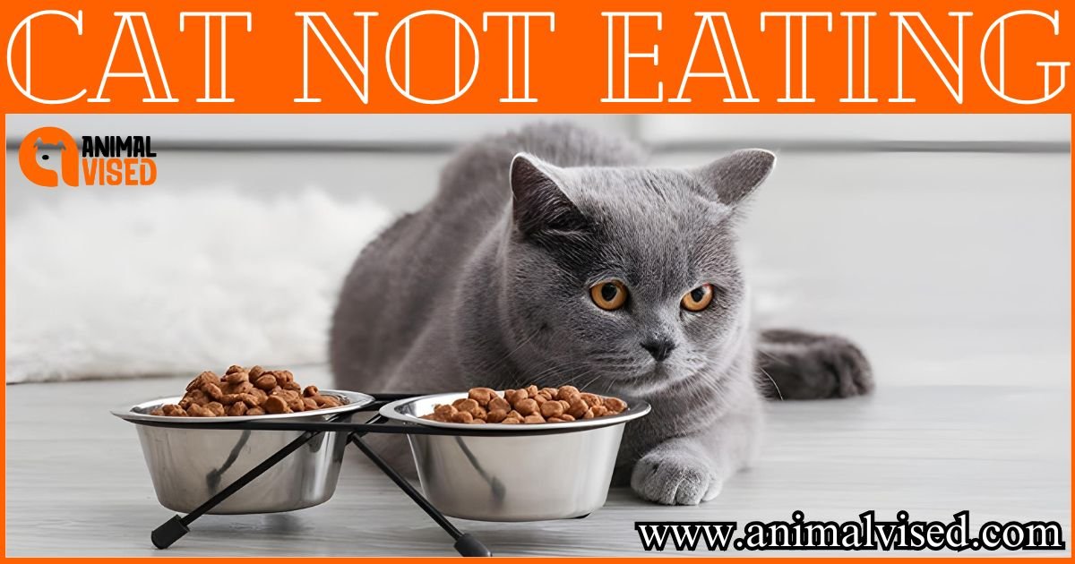 Cat Not Eating