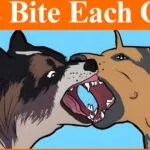 Dogs Bite Each Other