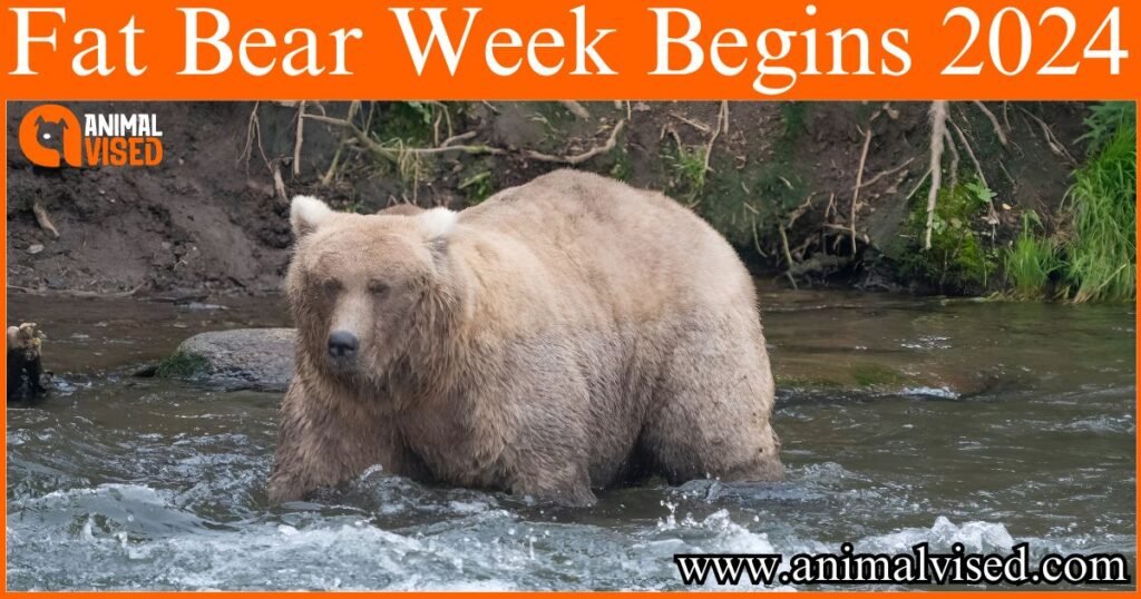 Fat Bear Week Begins 2024