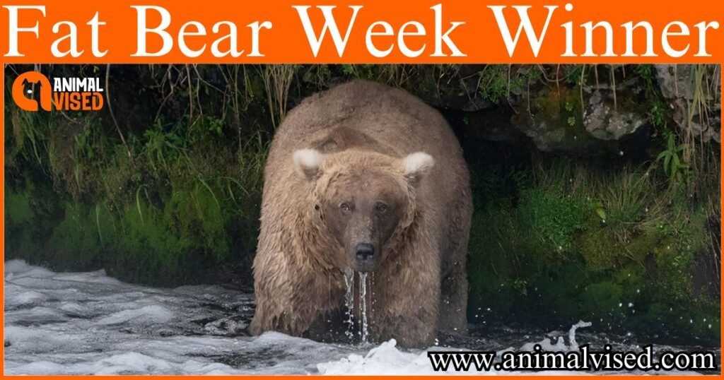 Fat Bear Week Winner