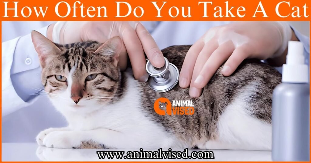 How Often Do You Take A Cat