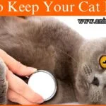 Ways to Keep Your Cat Healthy