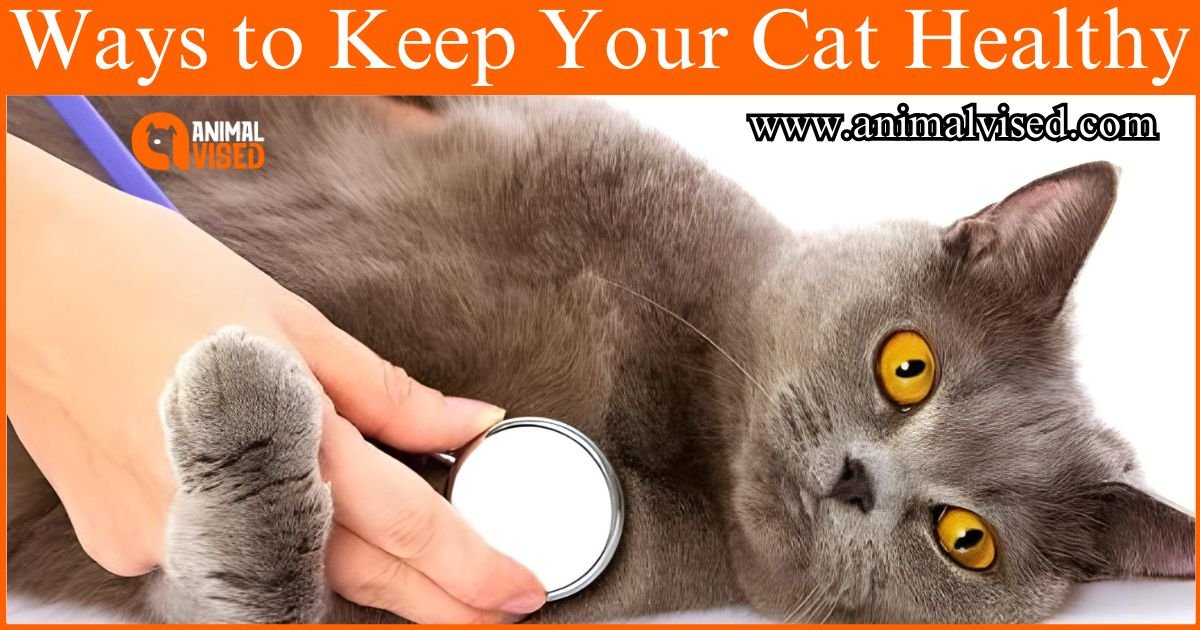 Ways to Keep Your Cat Healthy