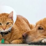 best pet insurance providers