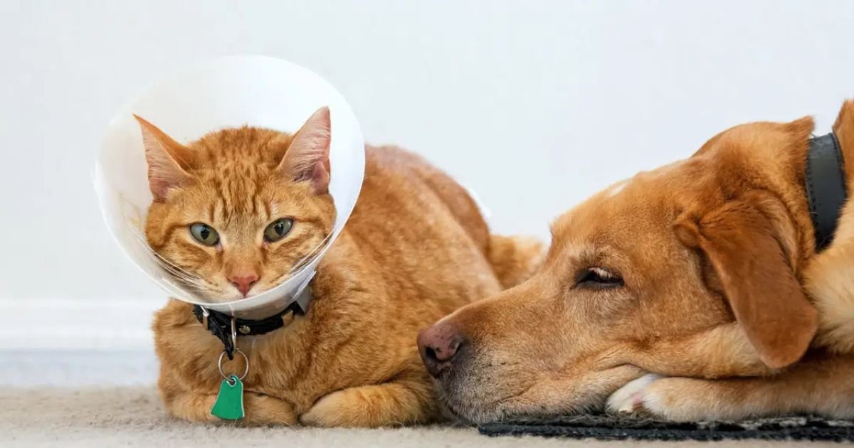 best pet insurance providers