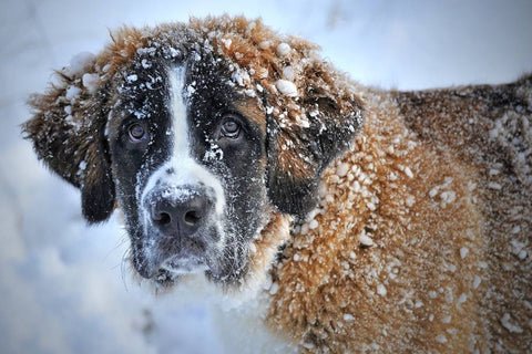 A dog covered in snow