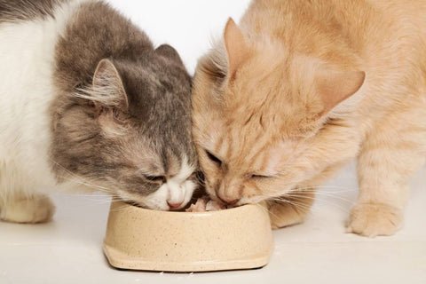 Two cats eat out of the bowl together