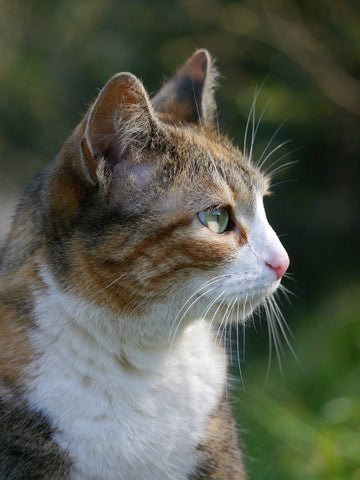 Calico cat's side profile