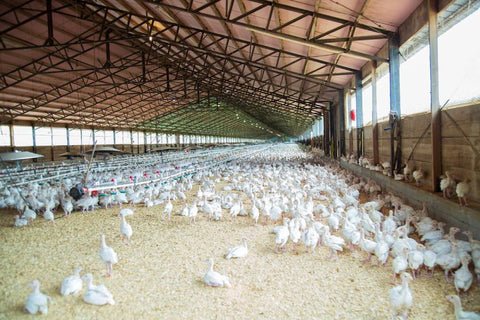 Poultry farm inside the house