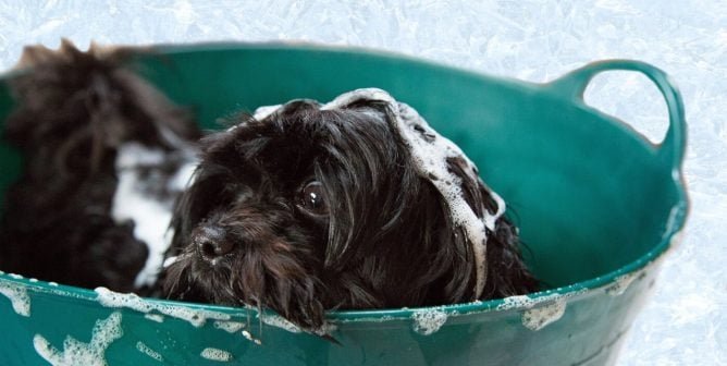 Bathing the dog