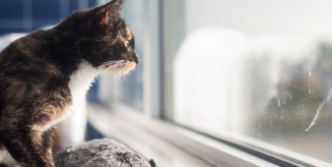 Tortoise shell cat rescued from PETA looks out the window