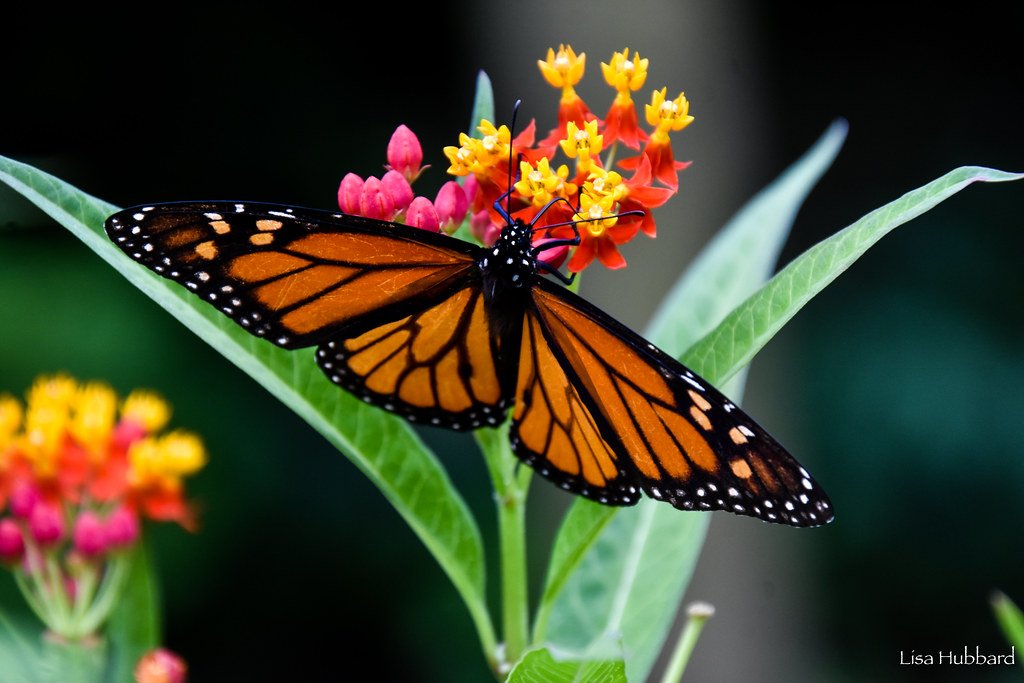 butterfly on flowers