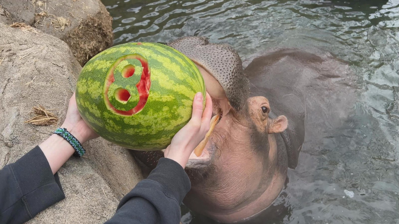 Cincinnati Zoo Celebrates Fiona the Hippo’s 8th Birthday and a Huge Social Media Milestone