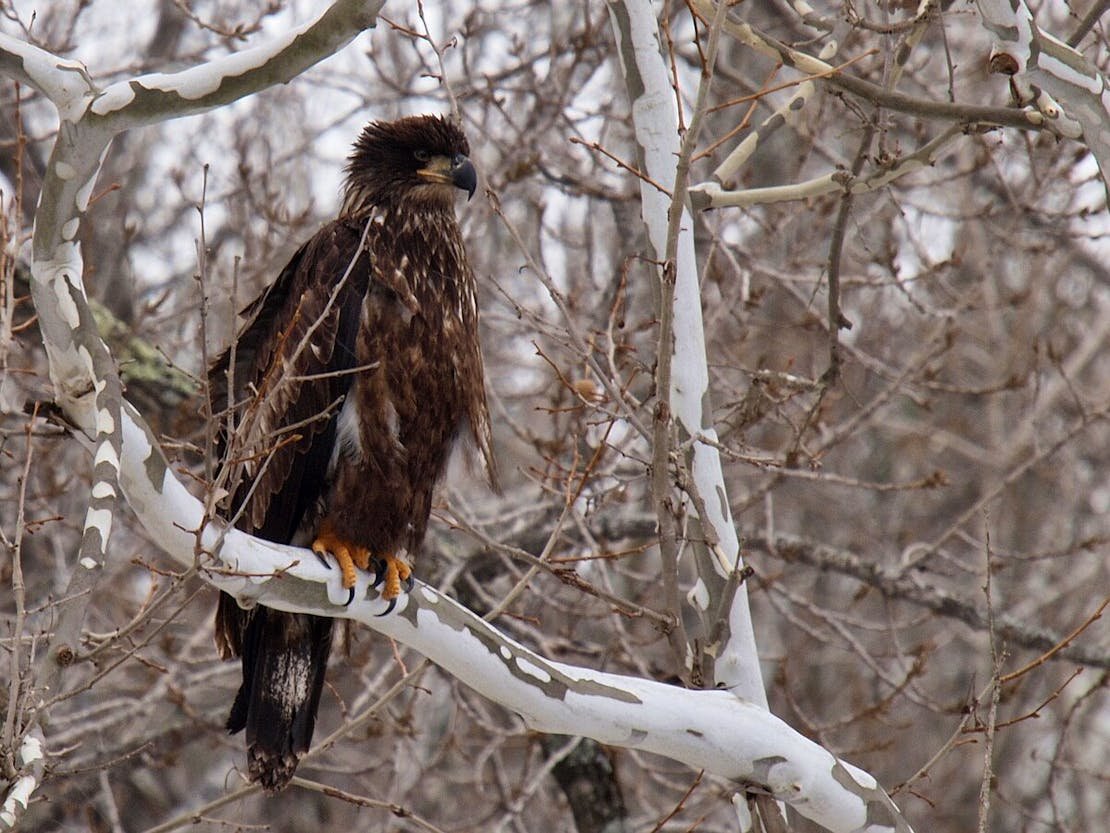 Teen eagle